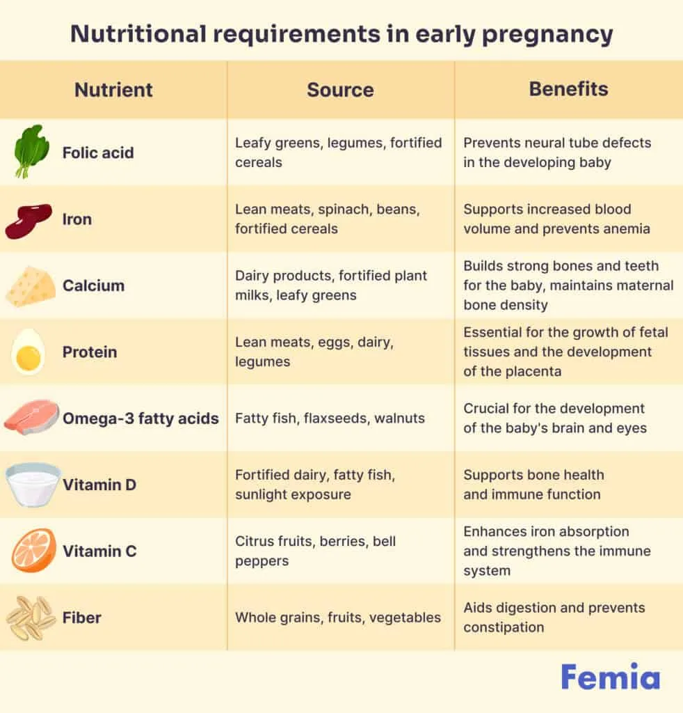 fetal development stages