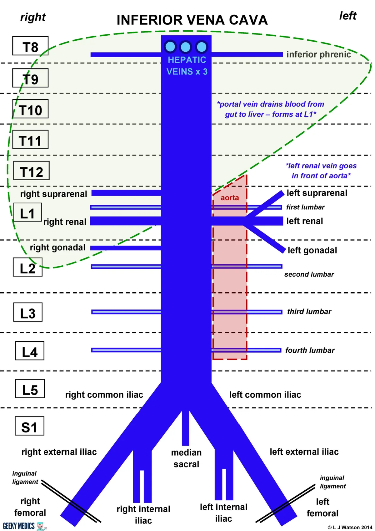 Inferior Vena Cava (IVC)