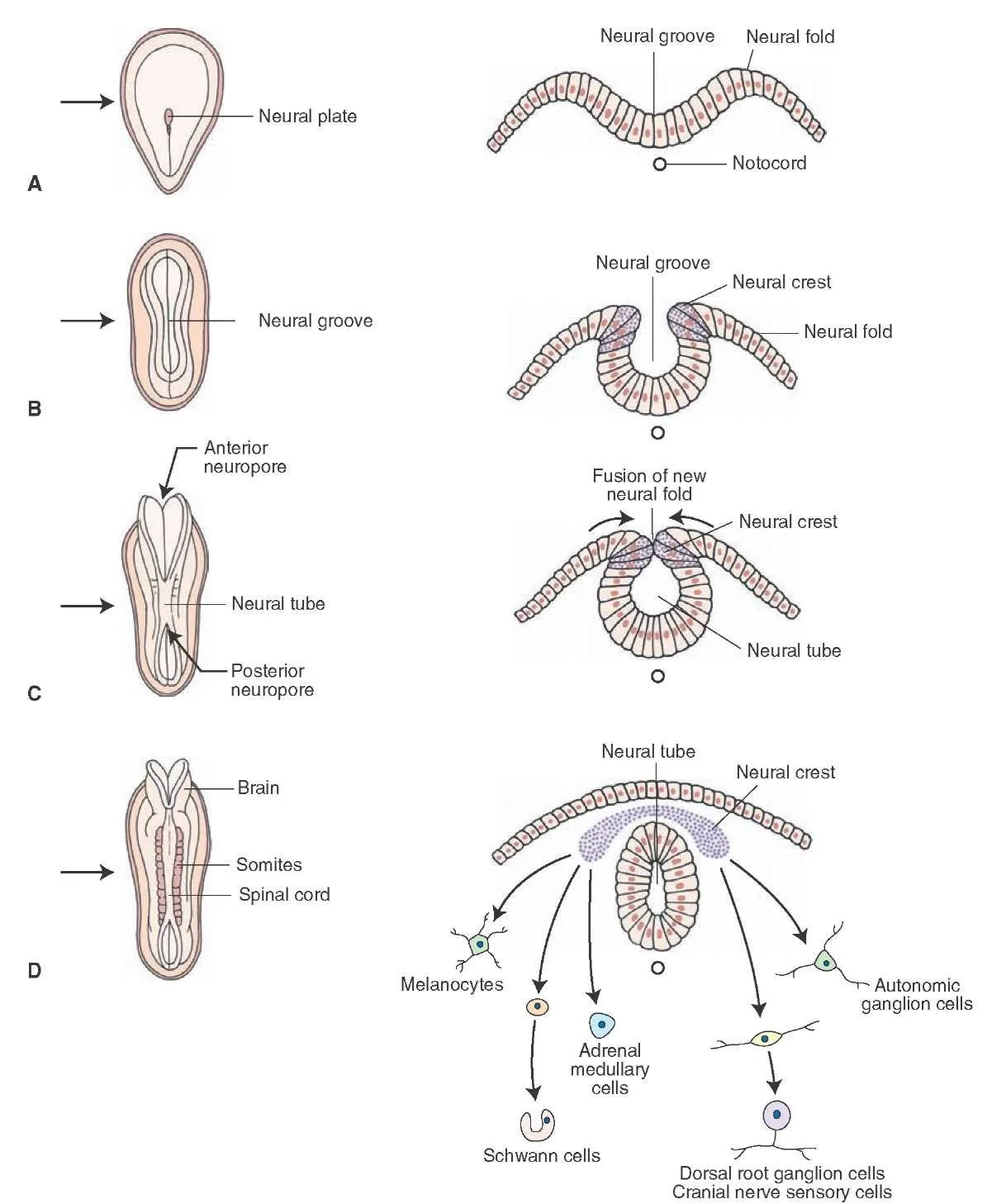 Neural Tube