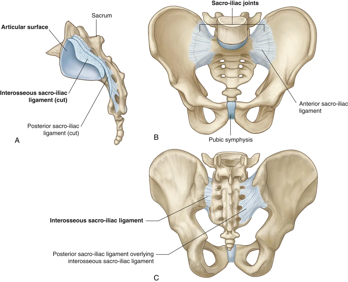 pelvic girdle pain