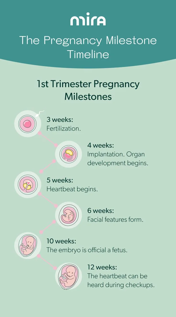 Pre-Birth Timeline