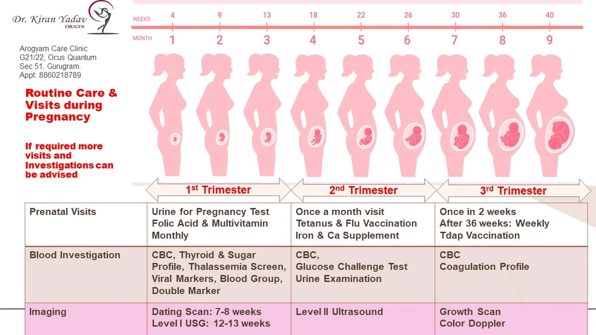 pregnancy appointment schedule by trimester