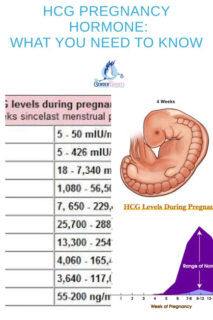 pregnancy symptoms that are common in the first trimester