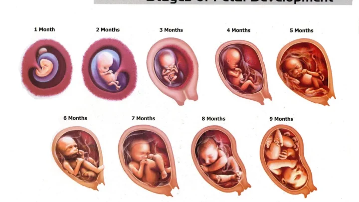 Pregnancy Week by Week: A Simple Guide for Beginners