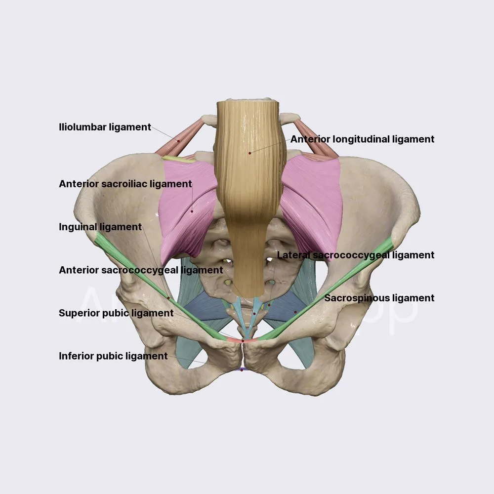 Relaxin hormone effects on joints